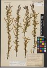 Foto von Salix triandra subsp. amygdalina (L.) Schübl. & G. Martens